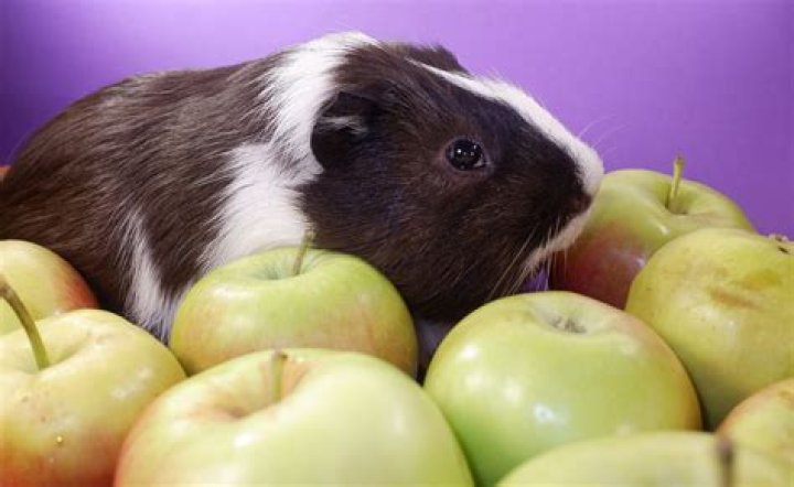 Can guinea pigs eat purple beans
