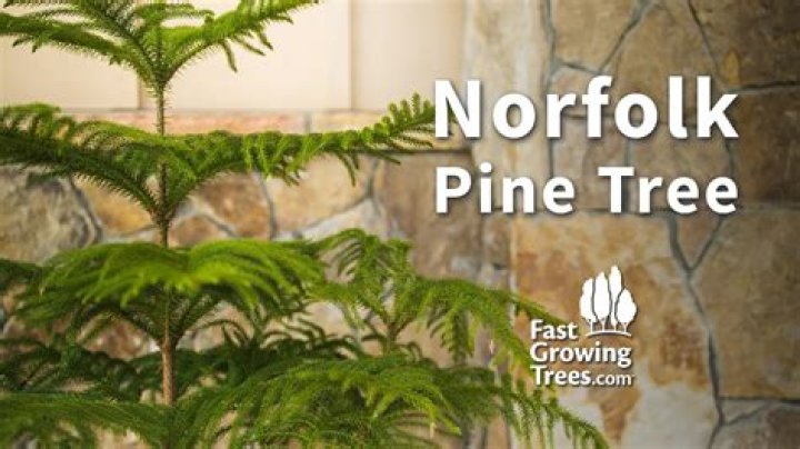 Do norfolk pines grow fast
