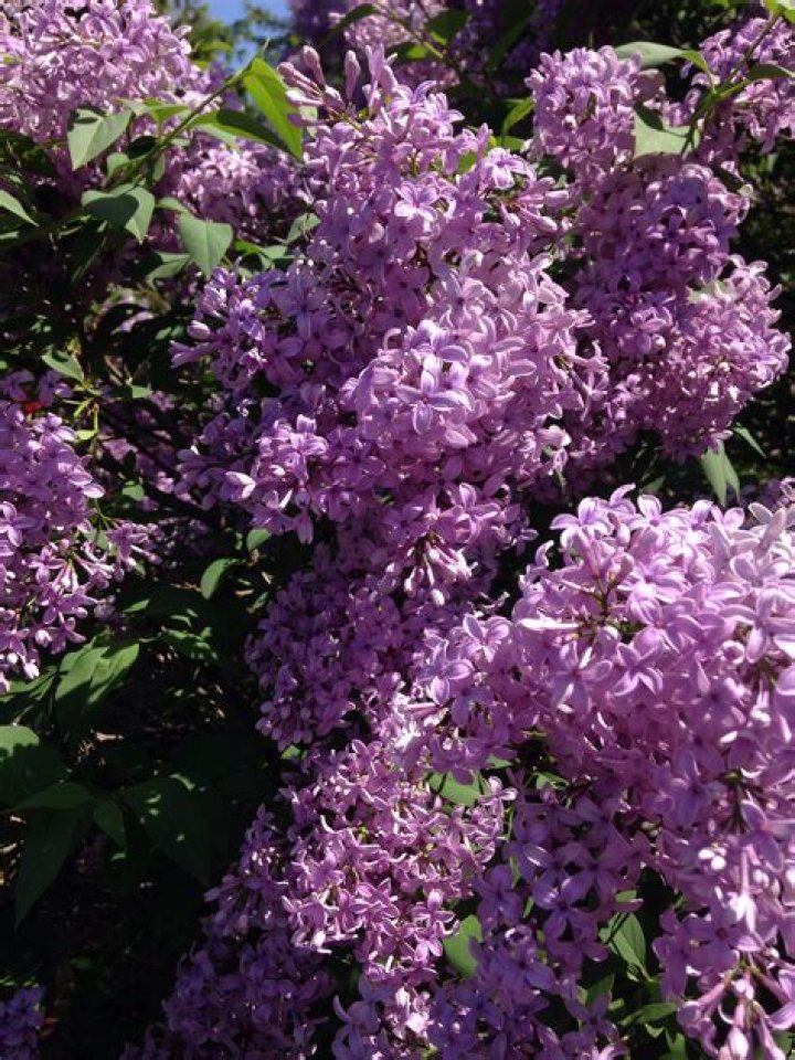 Enchanting Washington Lilacs: Nature's Fragrant Masterpiece