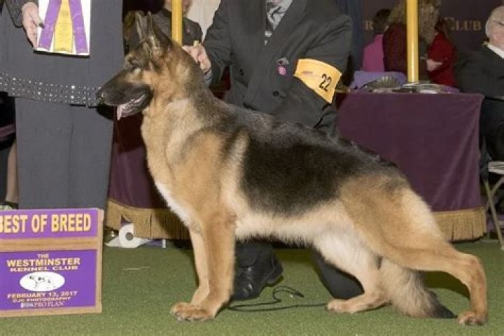 Finding Your Perfect GSD For Sale In VA