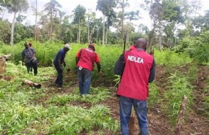 Full Meaning and Functions of NDLEA