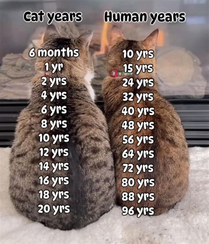 Lil Bam Age: How Old is He?