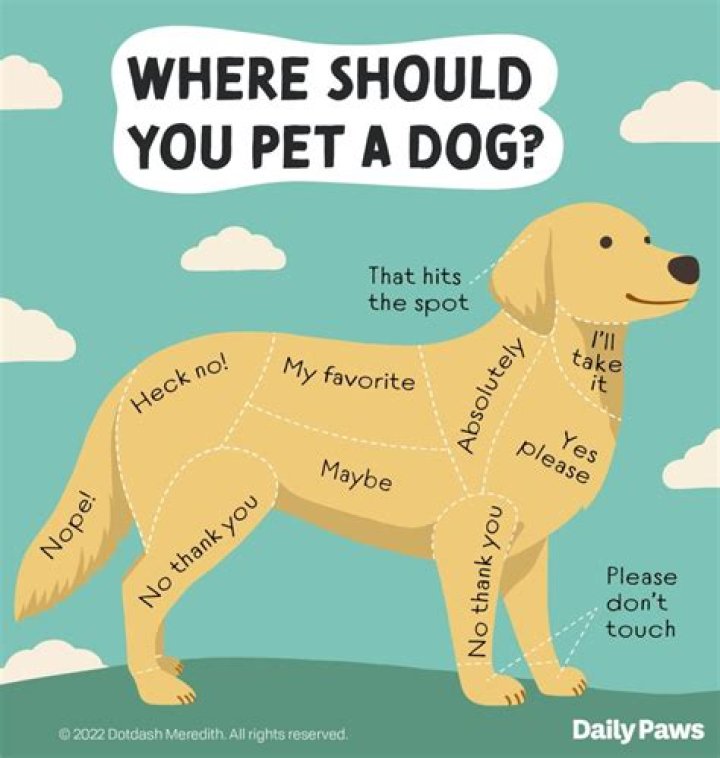 The Ultimate Guide To Being A Dog Daddy