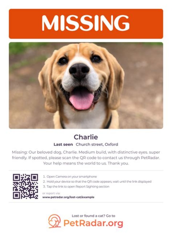 Toledo's Heartfelt Journey: Lost And Found Pets