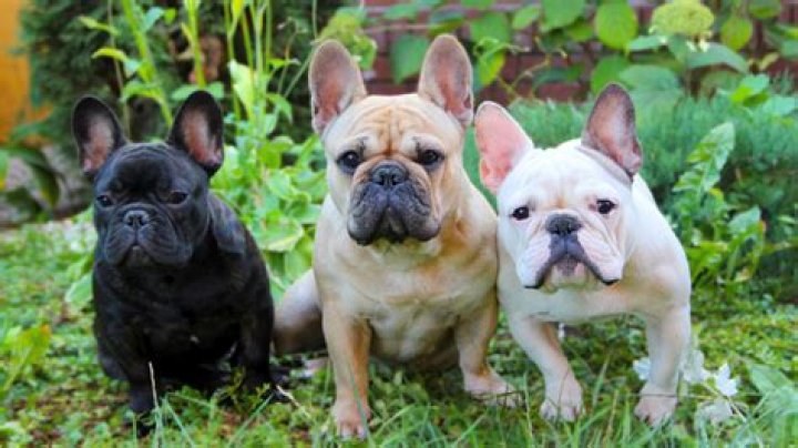 Understanding The Pregnancy Duration Of French Bulldogs