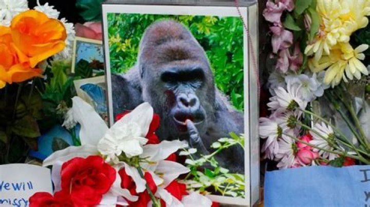 Unraveling The Tragedy: The Death Of Harambe